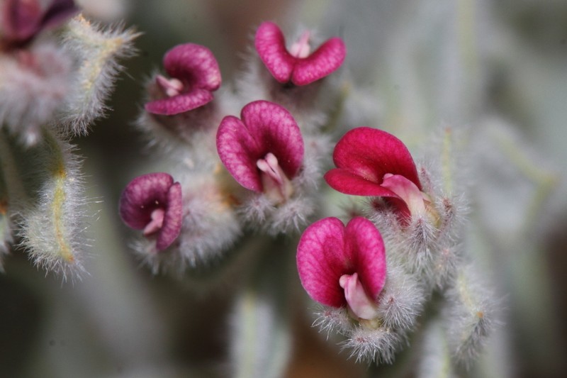Lotus sanguineus