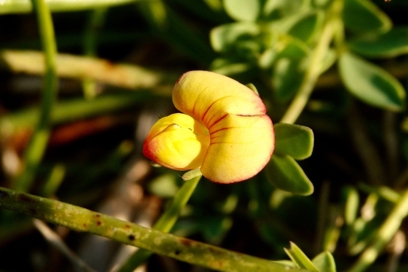 Lotus schoelleri photo 4