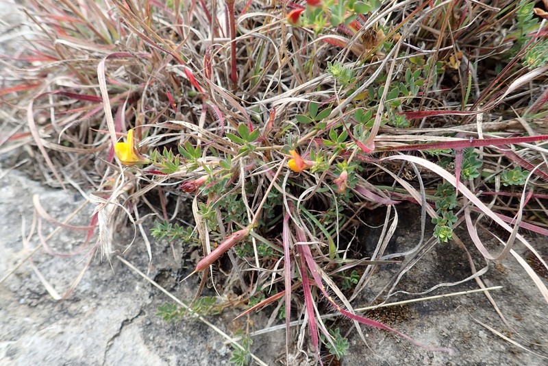 Lotus schoelleri photo 5
