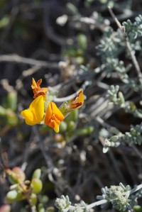 Lotus sessilifolius