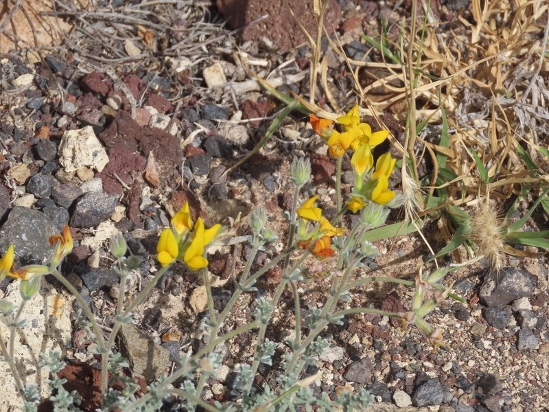 Lotus sessilifolius photo 7