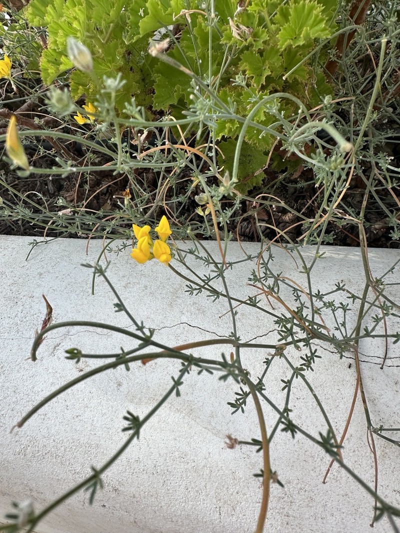 Lotus sessilifolius photo 8