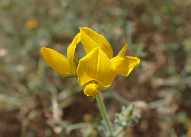 Lotus sessilifolius