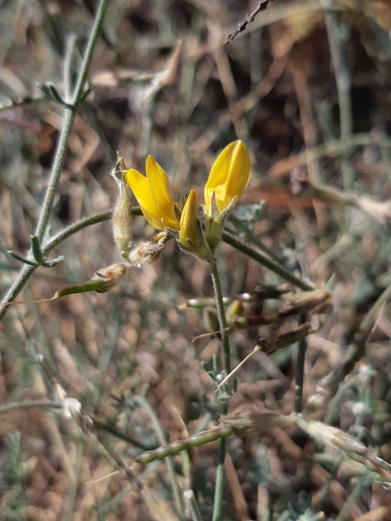 Lotus sessilifolius subsp. sessilifolius photo 4