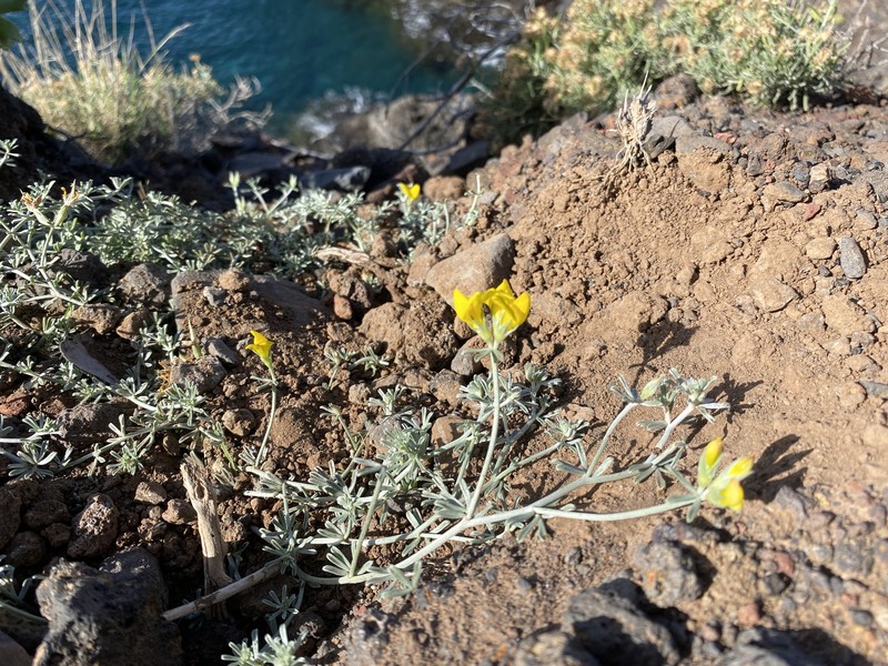 Lotus sessilifolius subsp. sessilifolius photo 5