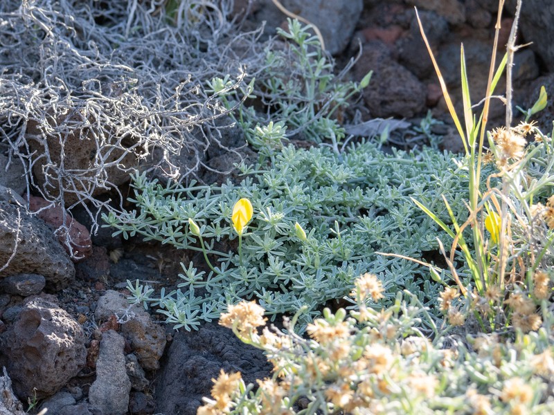 Lotus sessilifolius subsp. sessilifolius photo 6