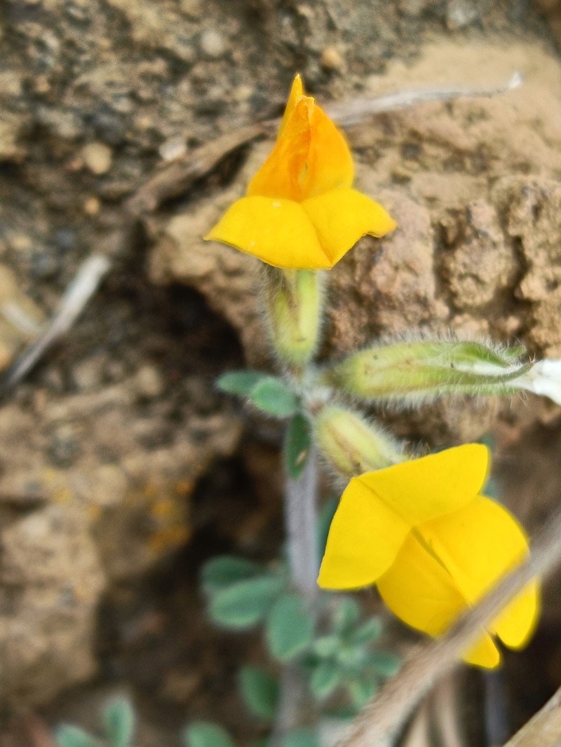 Lotus sessilifolius subsp. villosissimus photo 4