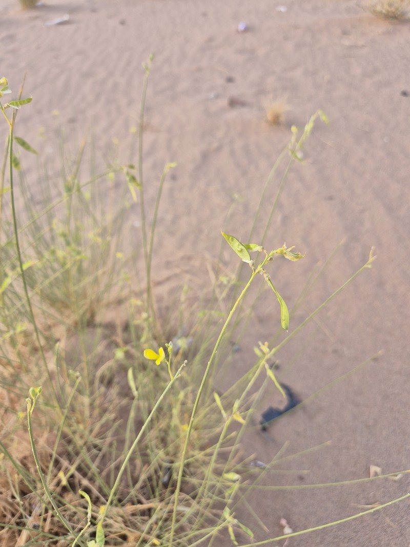 Lotus simoneae