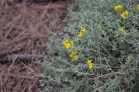 Lotus spartioides