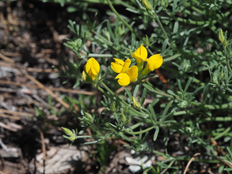 Lotus spartioides photo 3