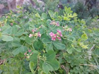 Lotus spectabilis