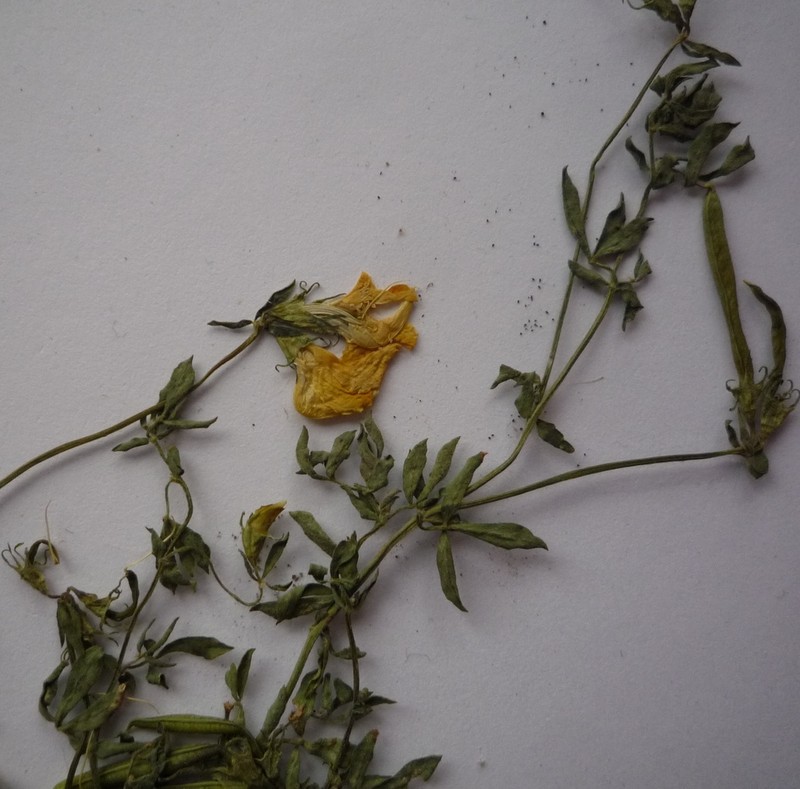 Lotus stepposus photo 5