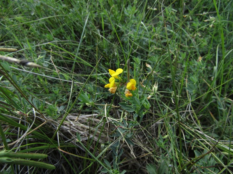 Lotus stepposus photo 8