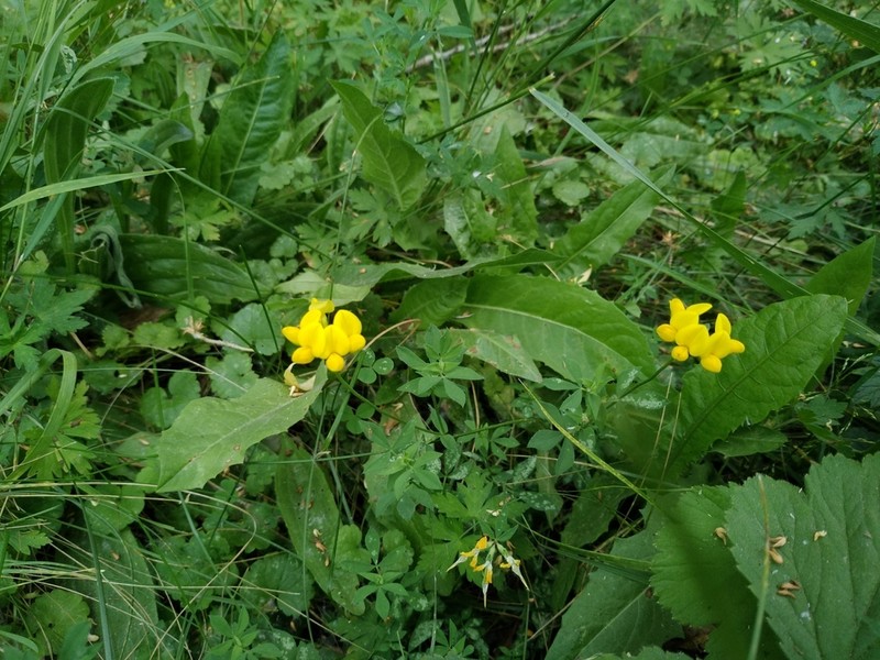 Lotus strictus