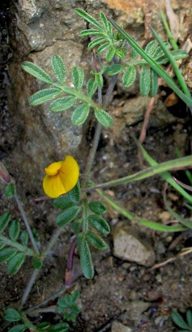 Strigose Bird's-Foot Trefoil