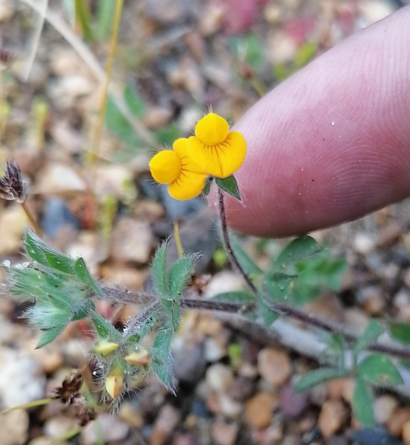 Hairy Bird's-Foot Trefoil photo 2