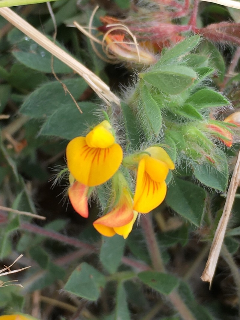 Hairy Bird's-Foot Trefoil photo 3