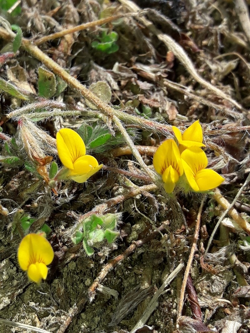 Hairy Bird's-Foot Trefoil photo 5