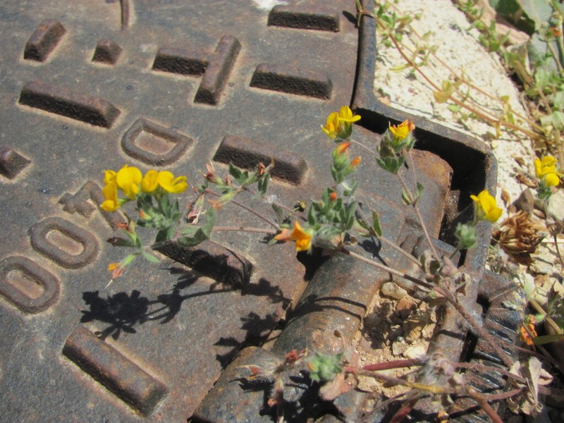 Hairy Bird's-Foot Trefoil photo 6