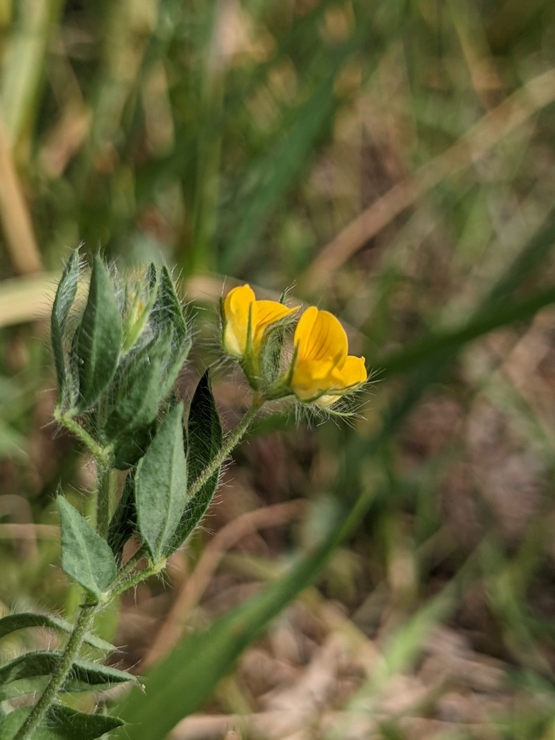 Hairy Bird's-Foot Trefoil photo 7