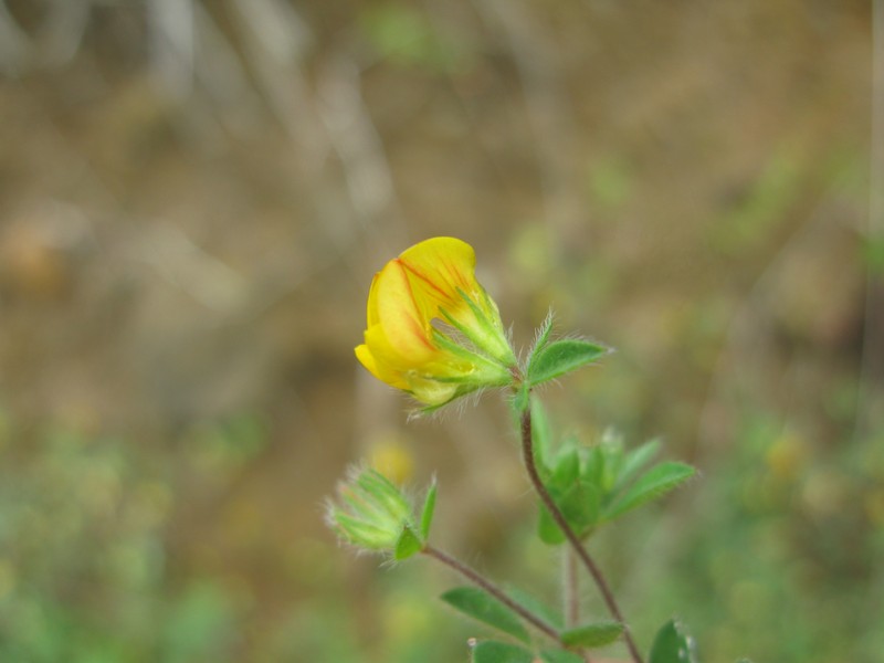 Hairy Bird's-Foot Trefoil photo 4