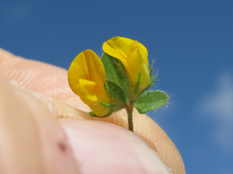 Hairy Bird's-Foot Trefoil photo 5