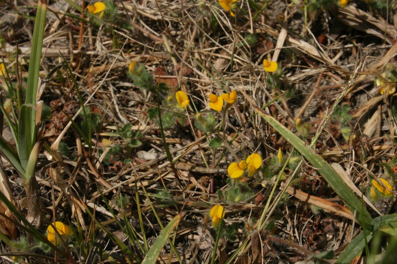 Hairy Bird's-Foot Trefoil