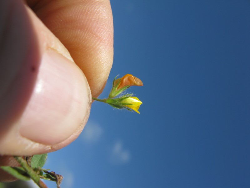 Hairy Bird's-Foot Trefoil photo 2