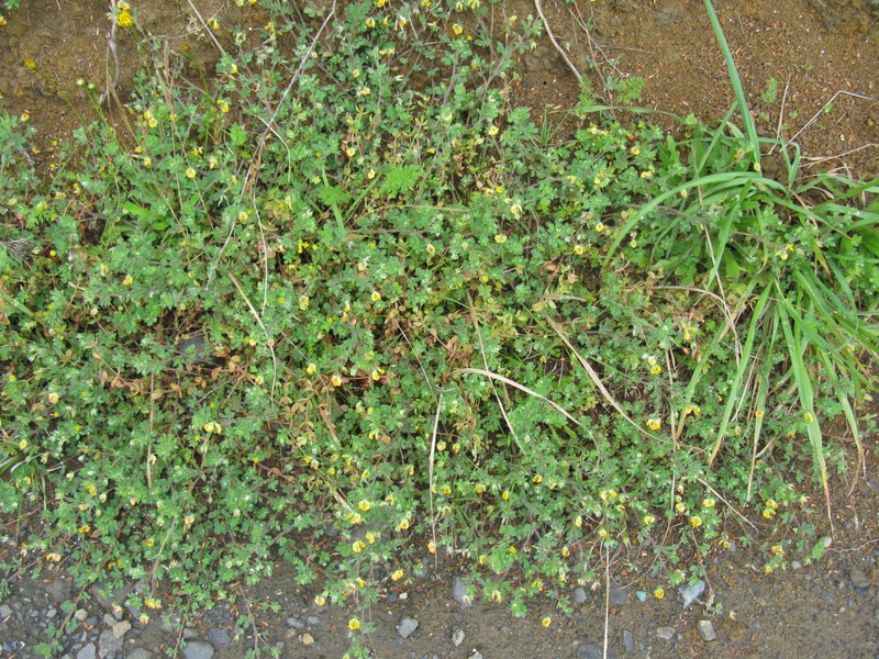 Hairy Bird's-Foot Trefoil photo 3