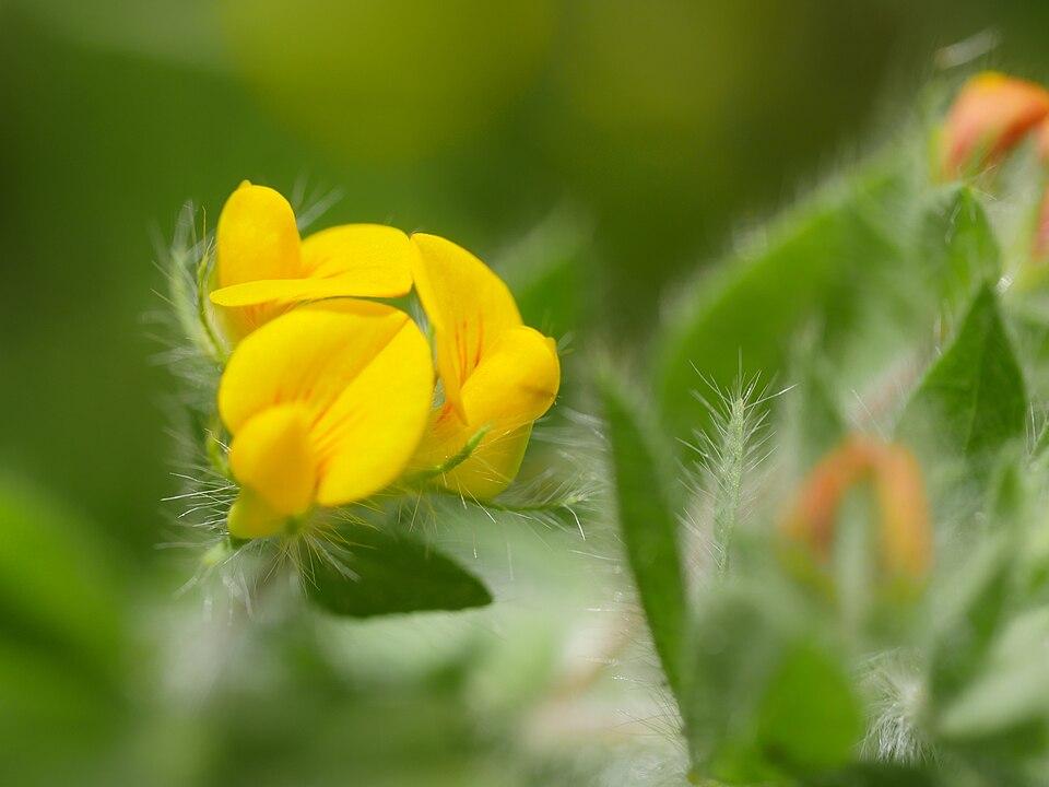 Hairy Bird's-Foot Trefoil photo 6