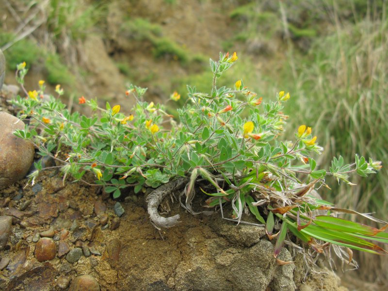 Hairy Bird's-Foot Trefoil photo 7