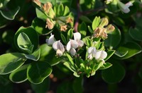 Lotus taitungensis