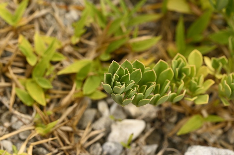 Lotus taitungensis photo 4
