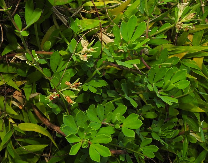 Lotus taitungensis photo 8