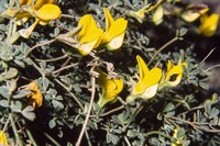 Lotus tenellus