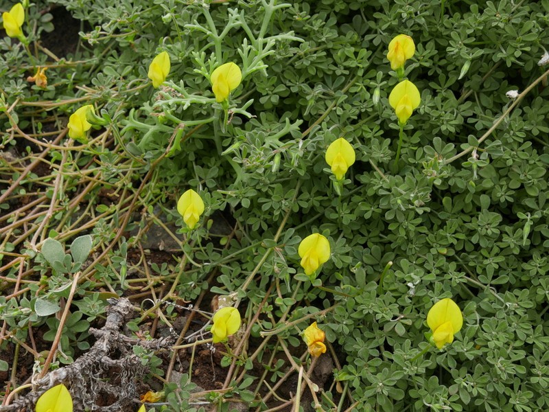 Lotus tenellus photo 4