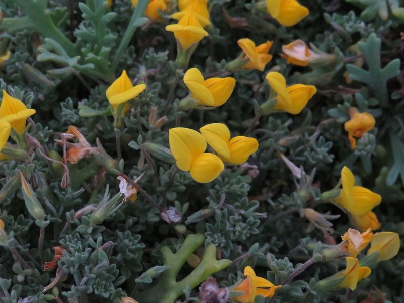 Lotus tenellus photo 5