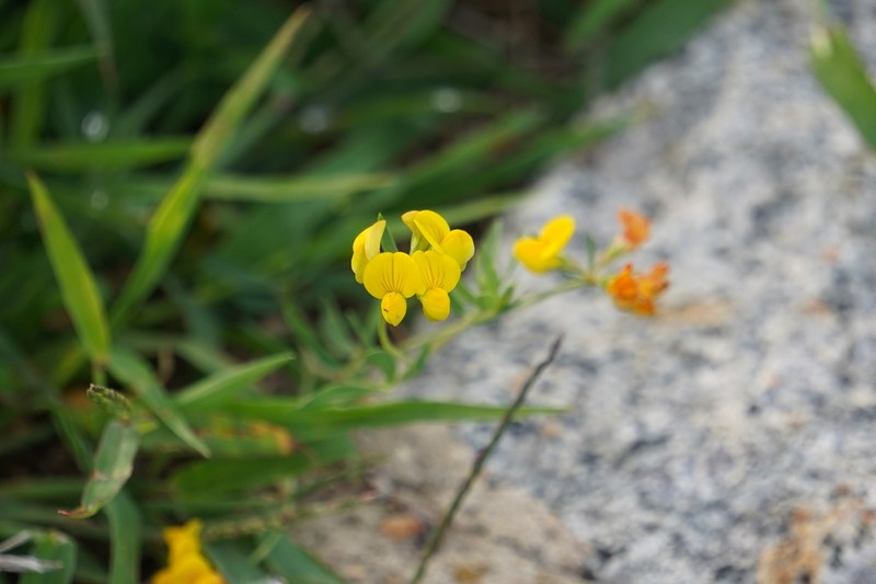 Narrowleaf Trefoil photo 3