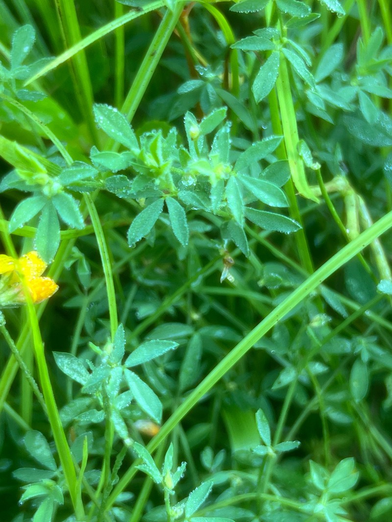 Narrowleaf Trefoil photo 4