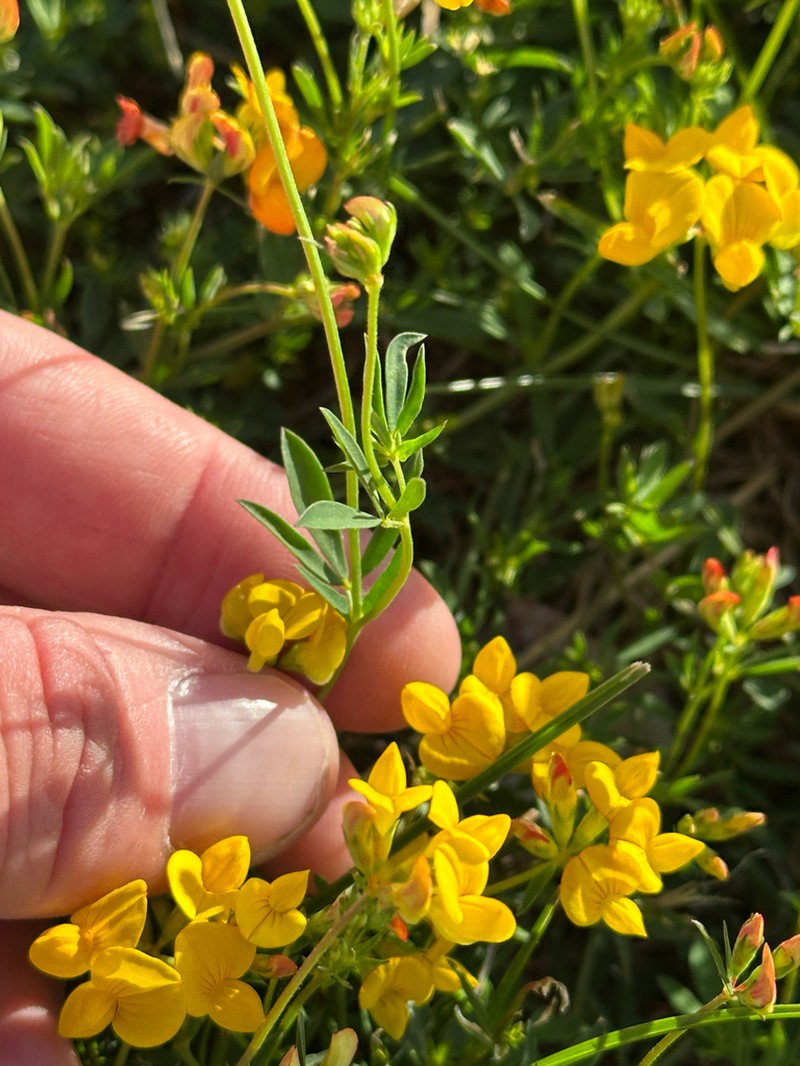 Narrowleaf Trefoil photo 5
