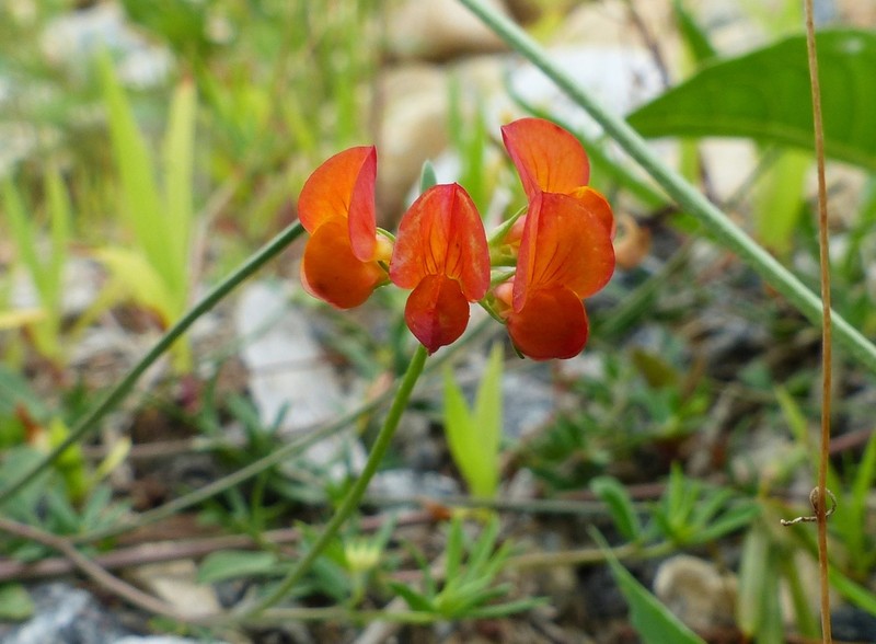 Narrowleaf Trefoil photo 6