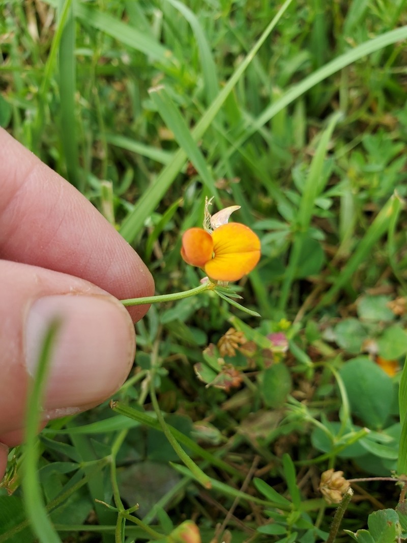 Narrowleaf Trefoil photo 7