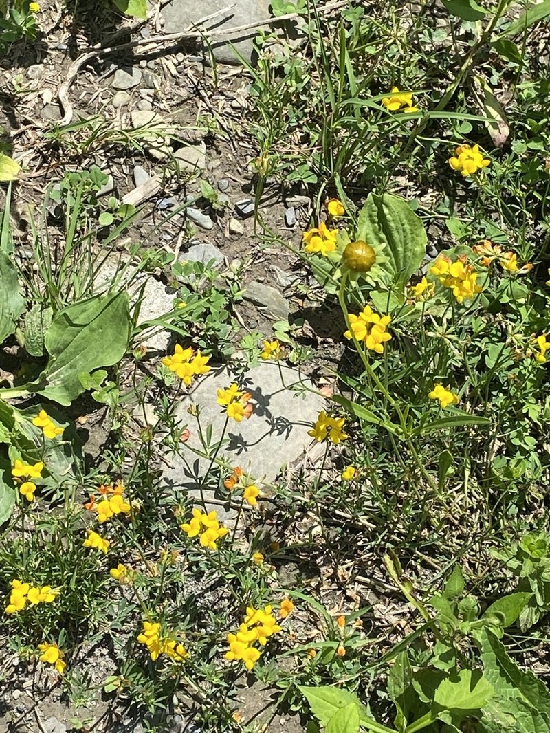 Narrowleaf Trefoil photo 8
