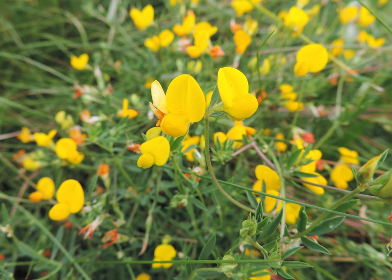Narrowleaf Trefoil photo 2