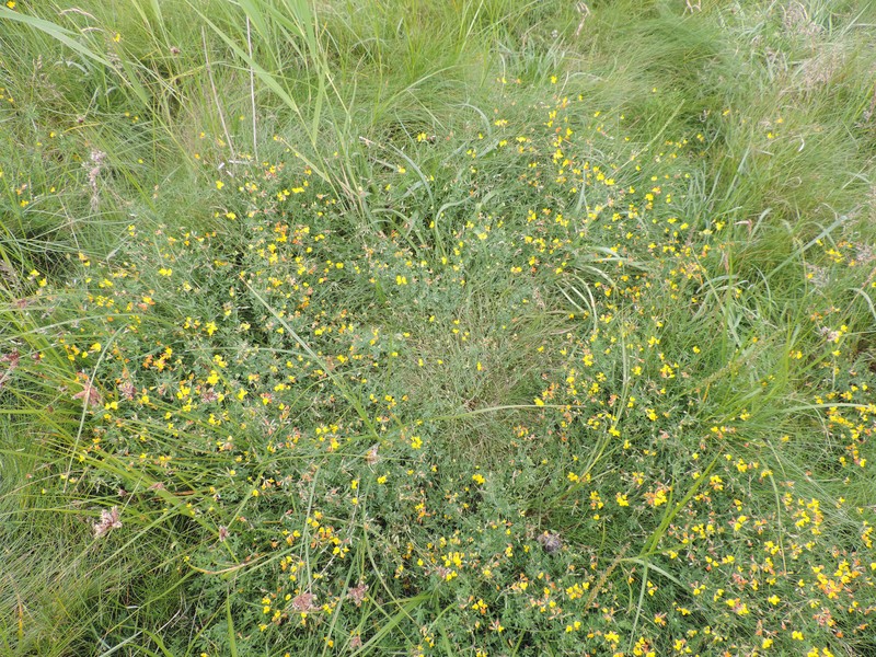 Narrowleaf Trefoil photo 3