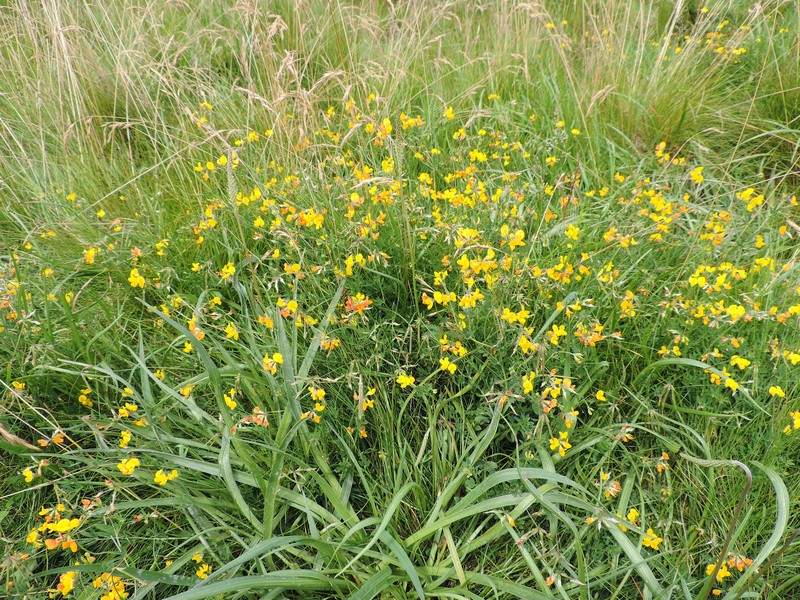 Narrowleaf Trefoil photo 4