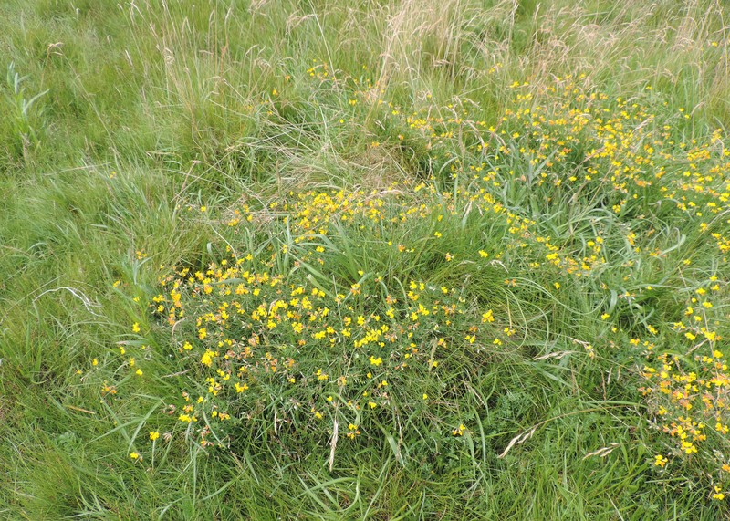 Narrowleaf Trefoil photo 5