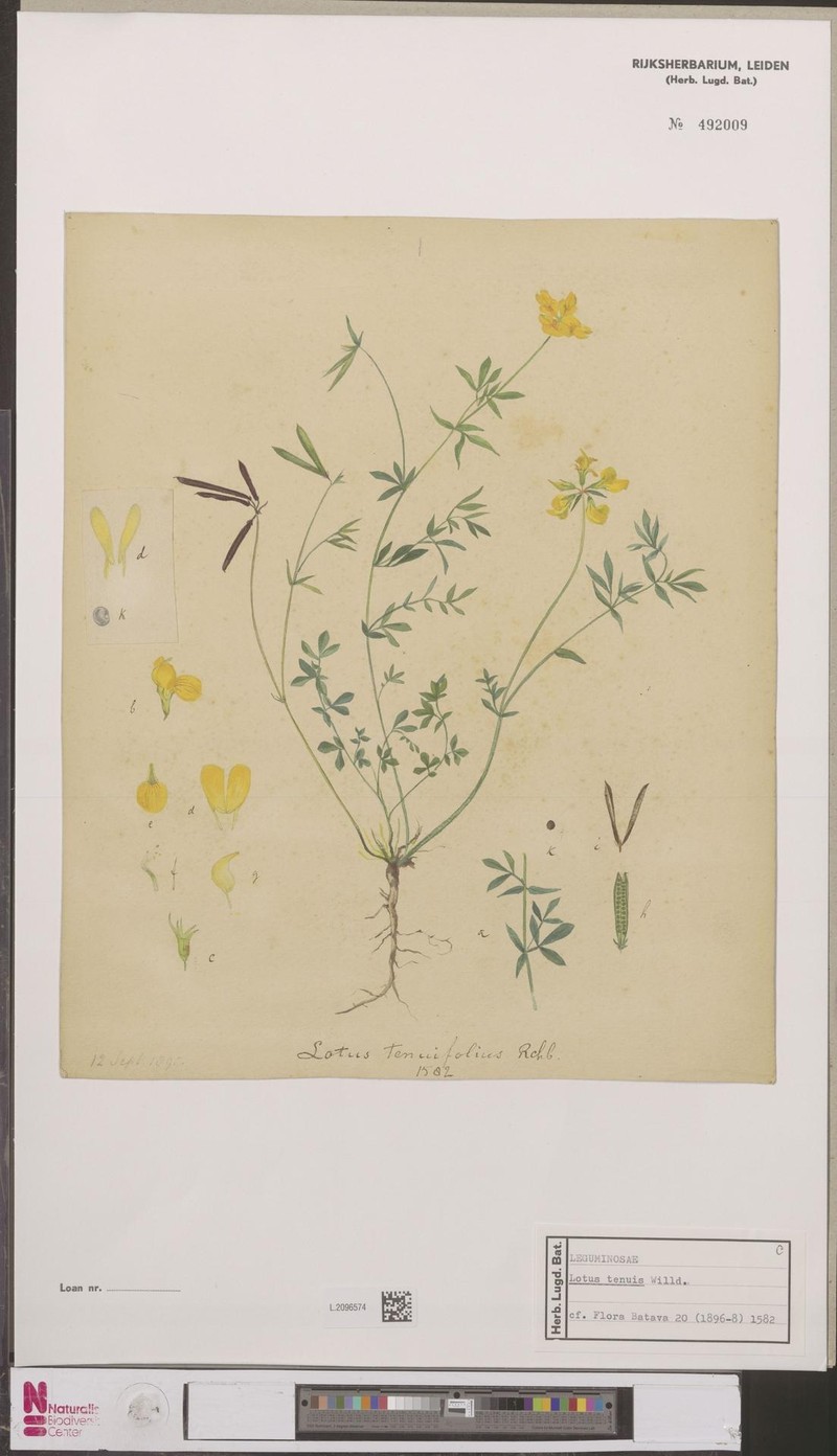 Narrowleaf Trefoil photo 6
