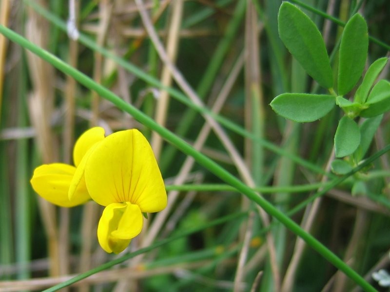 Narrowleaf Trefoil