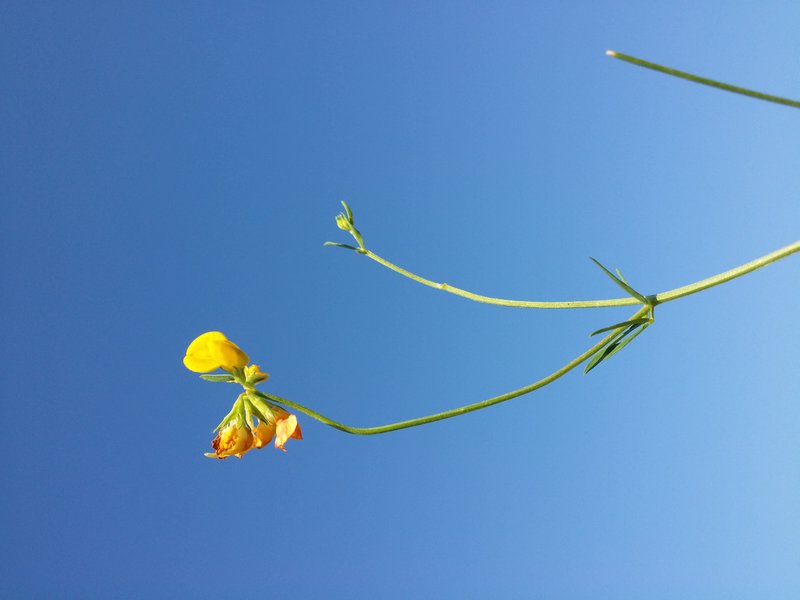 Narrowleaf Trefoil photo 7